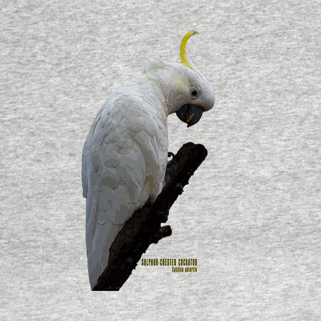 Sulphur-crested Cockatoo_01C by seadogprints